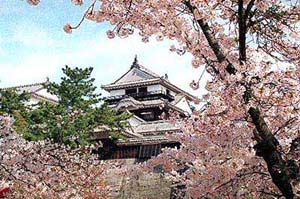 日本的樱花之最