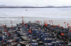 Fishing boats are seen trapped by sea ice in Laizhou Bay, east China's Shandong Province, Jan. 12, 2010. The most severe icing situation in the past 30 years in the coast off Shandong Province continued to worsen amid cold snaps. Sea ice appeared last week along the coastline of the Bohai Sea and northern Yellow Sea as cold fronts pushed the temperature down to minus 10 degrees Celsius.