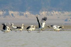 A bevy of white cranes prowl for feeds over the water area of Nanbei Harbour, an integral part of the swamp of Poyang Lake, the country's largest fresh water lake, in Hukou County, east China's Jiangxi Province, Nov. 22, 2009.(Xinhua/Zhang Jun)