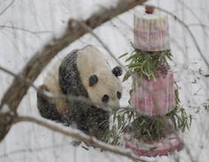 Giant panda Tai Shan enjoys a cake during a farewell party at the National Zoo in Washington D.C., the United States, Jan. 30, 2010. Hundreds of fans braved heavy snowfall Saturday to express goodbye to Tai Shan. Giant panda Tai Shan enjoys a cake during a farewell party at the National Zoo in Washington D.C., the United States, Jan. 30, 2010. Hundreds of fans braved heavy snowfall Saturday to express goodbye to Tai Shan.