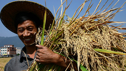 A farmer smiles after a good harvest of the high-yielding “super rice” in Tiantai, Zhejiang province.[China Daily] 