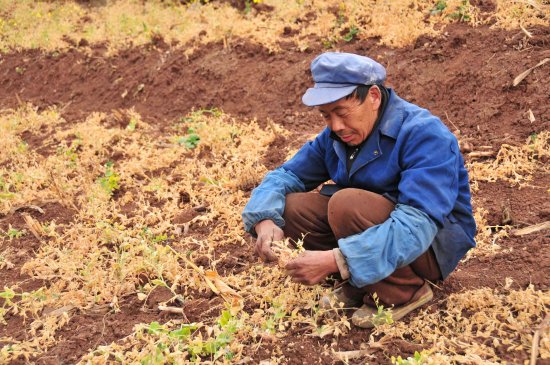 A villager sits in his parched crop field at a village in Jiaoqui town, Yiliang county of southwest China's Yunnan Province.[Xinhua]