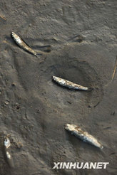 Photo shows fish rushed ashore after a tsunami sweeps Constitución, a town 450 km south of Chilean capital Santiago on March 2, 2010.[Song Weiwei/Xinhua]