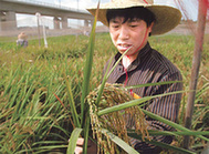 A farm technician works at a GM rice test field in Sanya, Hainan province. [Shi Yan/China Daily]