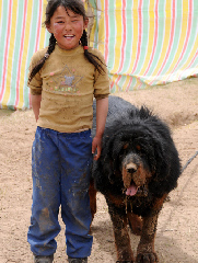 A girl looks after a Tibetan mastiff at her home in Yushu, Northwest China's Qinghai province, May 5, 2010. About 2,000 Tibetan mastiffs died in the deadly April 14 earthquake, which also caused a lack of food and vaccine supply for the majestic animal, Xinhua reported. 