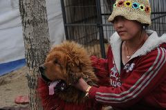 A girl looks after a Tibetan mastiff at her home in Yushu, Northwest China's Qinghai province, May 5, 2010. About 2,000 Tibetan mastiffs died in the deadly April 14 earthquake, which also caused a lack of food and vaccine supply for the majestic animal, Xinhua reported. 