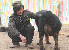 A man looks after a Tibetan mastiff at his home in Yushu, Northwest China's Qinghai province, May 5, 2010. About 2,000 Tibetan mastiffs died in the deadly April 14 earthquake, which also caused a lack of food and vaccine supply for the majestic animal, Xinhua reported.