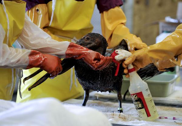 Bird rescue experts clean a nearly three-year-old brown pelican in the Mexico Gulf wildlife rehabilitation center at Fort Jackson, south Louisiana, the United States, May 25, 2010. Bird rescue experts clean a nearly three-year-old brown pelican in the Mexico Gulf wildlife rehabilitation center at Fort Jackson, south Louisiana, the United States, May 25, 2010.
