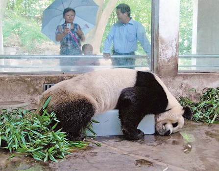 Hope, a giant panda in Wuhan Zoo, lies down to rest on a large piece of ice after lunch on Sunday, when the temperature in this muggy capital city of Hubei province hovered around 35 C. [China Daily] 