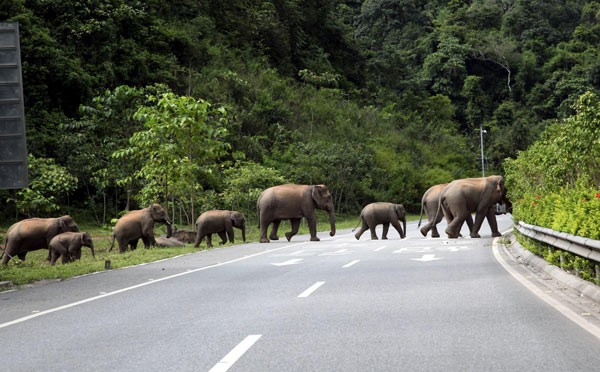 Wild elephants cross an expressway in Xishuangbanna National Nature Reserve in Southwest China&apos;s Yunnan province, Aug 15, 2010. The Simao-Xiaomengyang Expressway, opened in April 2006, is the nation&apos;s first expressway to pass through ecologically protected areas. [Xinhua] 