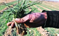 A farmer shows the dry crops in Liaocheng, Shandong Province. The months-long drought in China's major wheat-growing regions is expected to continue, prompting fears of wheat price hikes. A farmer shows the dry crops in Liaocheng, Shandong Province. The months-long drought in China's major wheat-growing regions is expected to continue, prompting fears of wheat price hikes.