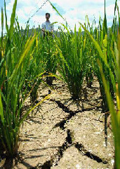A dry field in Guangdong Province. About 60,000 people and more than 160,000 hectares of crops have been affected by a lingering drought in the province, local authorities said. 