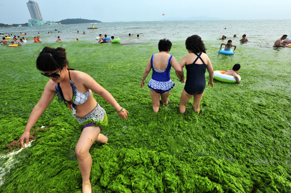  People swim at the No 1 Bathing Beach where the water was filled with enteromorpha prolifera, a sea plant that reproduces rapidly, putting the swimmers at risk, in Eash China's coastal city Qingdao, July 15, 2011. Several of the beaches in the city have been attacked by the green stuff for the past week and the clearing work is under way.