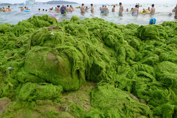 People swim at a bathing beach filled with green algae in Eash China's coastal city Qingdao, July 16, 2011. [Photo/Xinhua]