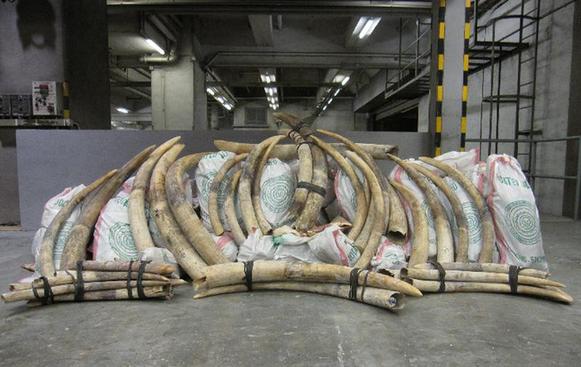 Hong Kong customs officers seized 794 pieces of African ivory tusks on Aug. 29, 2011. [info.gov.hk] 