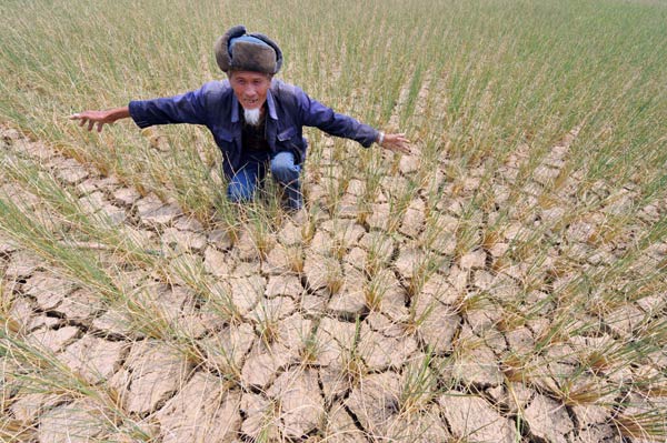 Luo Jinming, a 76-year-old farmer in Guiyang, capital of Southwest China’s Guizhou province, in a field of desiccated paddy on Aug 27. [China Daily]