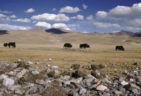 Yaks grazing in desert area of the Plateau of Tibet. [File photo] 