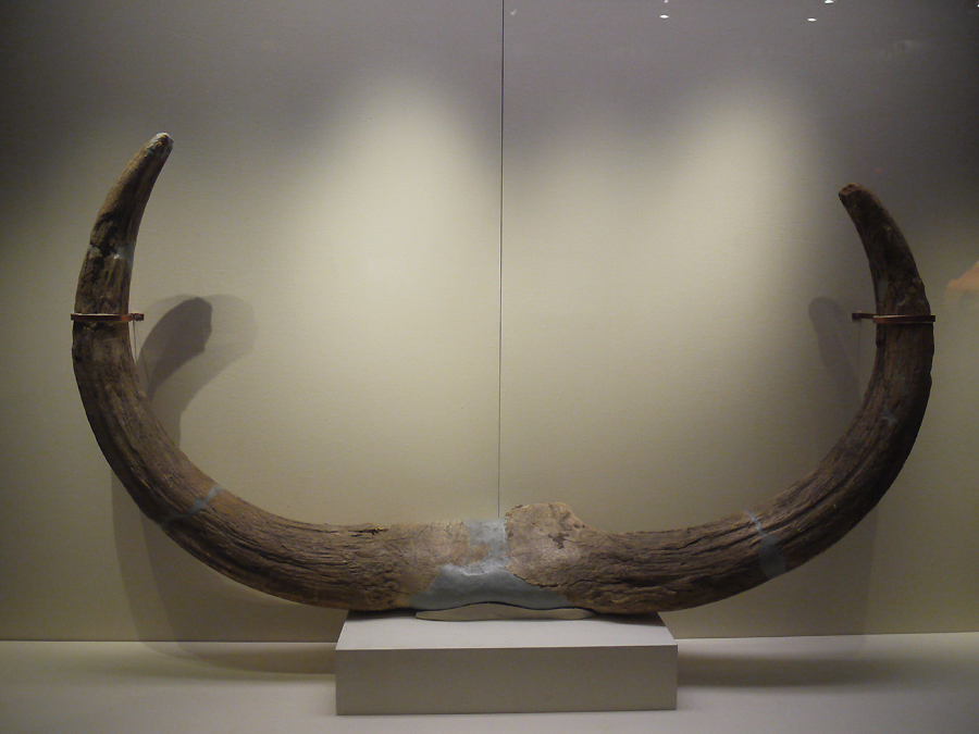 Bovine Horn, Middle Palaeolithic (c. 200,000-50,000 years ago), unearthed at Dingcun, Xiangfen, Shanxi Province, 1954. It is exhibited in the section of Life and Production in Neolithic China, an exhibition of Ancient China in the National Museum of China.[Photo by Xu Lin / China.org.cn]