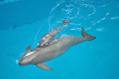 The number of finless porpoise in the Yangtze River is declining by 6.4 percent on average each year. [File photo]