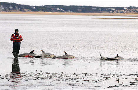 Katie Moore, an International Fund for Animal Welfare rescue team member, approaches a portion of a pod of 11 dolphins stranded on a mud flat during low tide in Wellfleet, Massachusetts, on Tuesday. [China Daily]