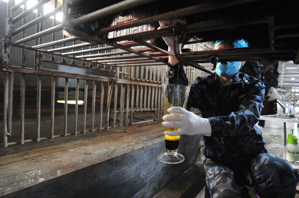 A staff member extracts bile from a live bear at a bear farm of Guizhentang Pharmaceutical Co. Ltd., which makes medicine by using bile extracted from live bears, in Hui'an, southeast China's Fujian Province, Feb. 22, 2012. [Wei Peiquan/Xinhua]