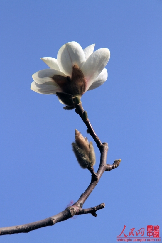 Magnolia flowers are in full blossom in the Summer Palace in Beijing Mar. 29, 2012. Many visitors go out for a walk in spring. Magnolias are a messenger of spring in the eyes of Beijing locals. [Chinapic.people.com/by lsc39]