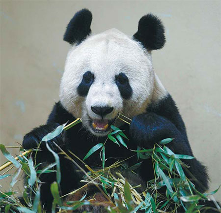 Tian Tian, a female giant panda, eats bamboo in her enclosure at Edinburgh Zoo in Scotland on Wednesday. [China Daily]