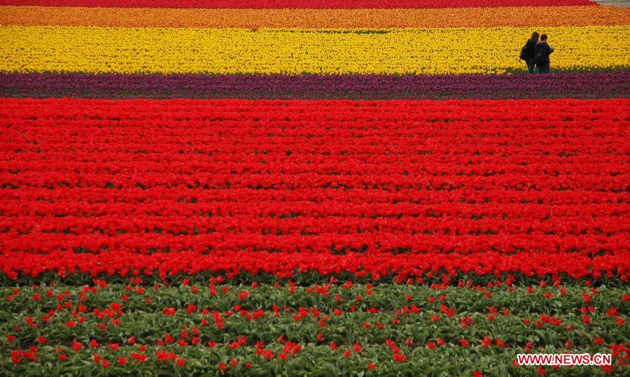 Tourists stroll in the tulipland in Keukenhof, Lisse, the Netherlands, April 29, 2012. Keukenhof is the international showcase of Dutch horticulture with an emphasis on bulb flowers. (Xinhua/Yan Ting) 