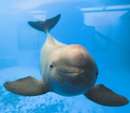 Finless porpoises. [File photo] 