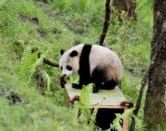 Keepers from the China Conservation and Research Center for the Giant Panda in the Wolong Nature Reserve transport Cao Cao, a 10-year-old panda, and her male cub, Tao Tao, to a field training area 2,400 to 2,800 meters above sea level. [Photo/Chinanews.com]