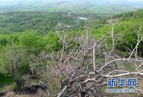 More than 54,000 mu of fruit trees in western Xinjiang had been damaged by Agrilus mali, an insect that feeds on the trunks of apple trees. [Xinhua]