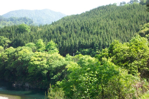 China's forest area had increased to 195 million hectares in 2012 from 134 million hectares in 1992 . [Xinhua file photo]