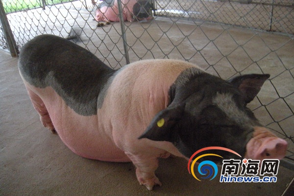 The pork is selling at nearly 800 yuan (US$125.58) per kilogram. [File Photo]