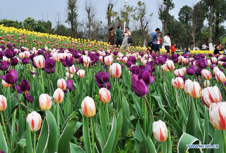 Tulip blossom in Liuzhou City, S China