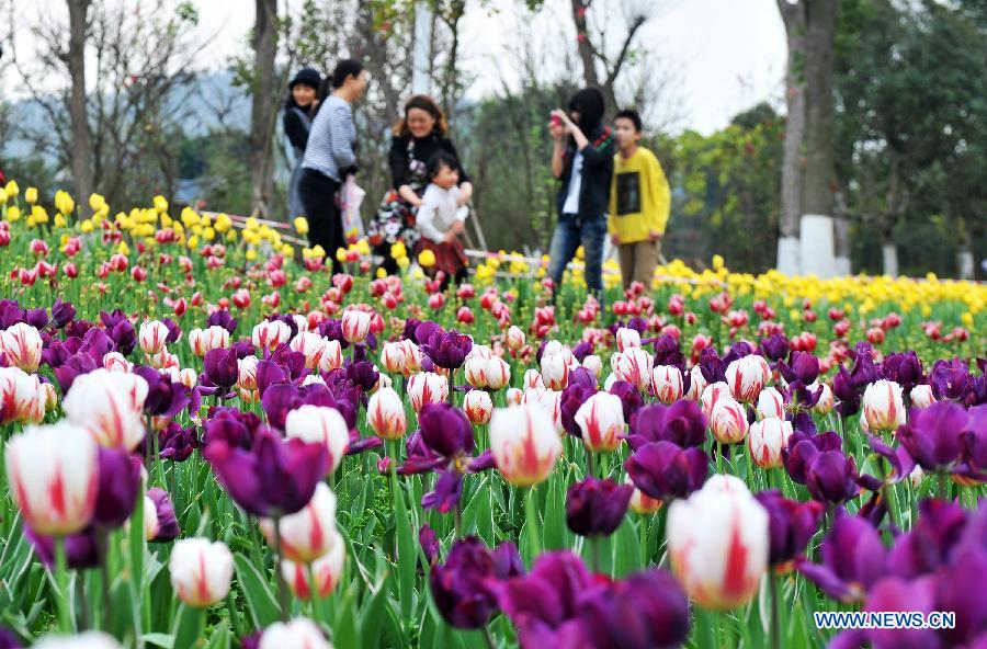 Tulip blossom in Liuzhou City, S China