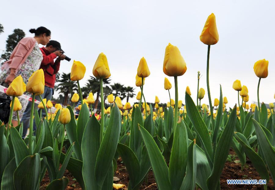 Tulip blossom in Liuzhou City, S China