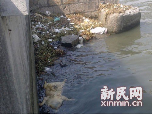Over 1,200 dead pigs have been fished out of Shanghai's Huangpu River by Sunday afternoon and the source of the pigs is traced upstream, local authorities said. [Photo/xinmin.cn]