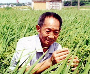 'Super rice' top China draw for 2015 Milan Expo
