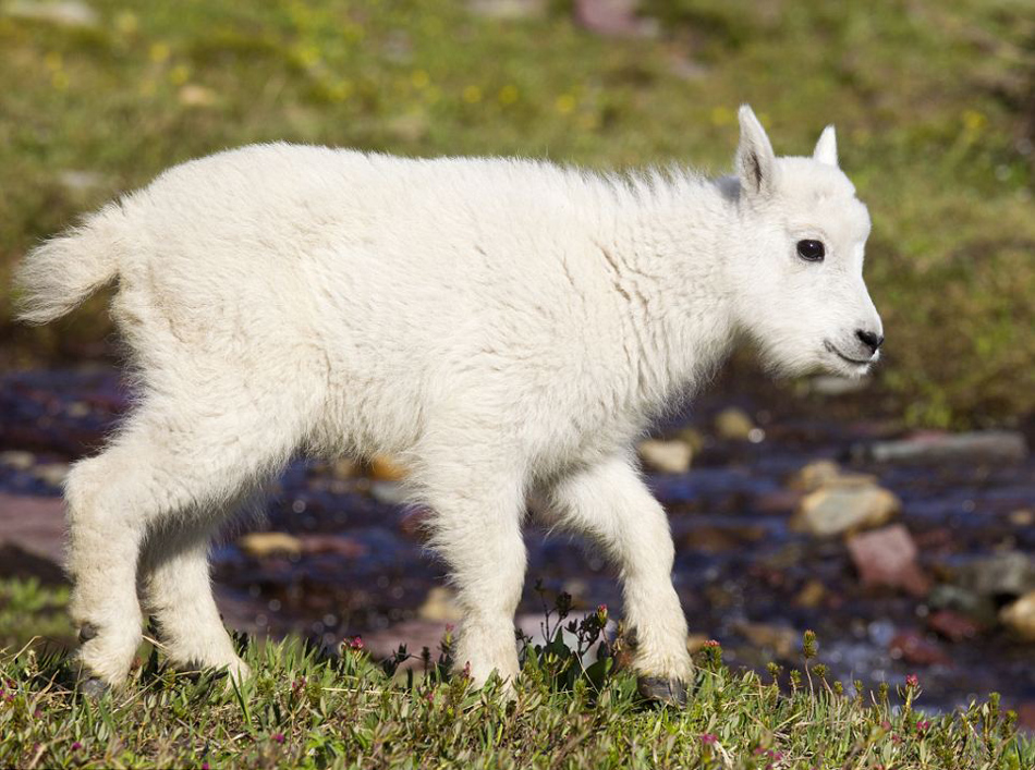 Photographer Donald Jones captured the funny moment of a cute baby mountain goat at Glacier National Park, Montana. [Photo/huanqiu.com]