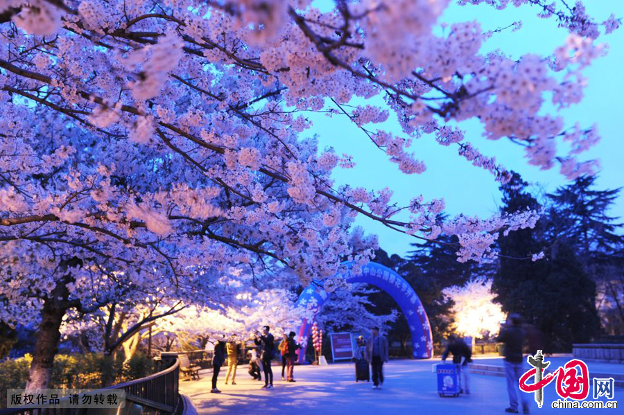 Enjoy cherry blossoms in the moonlight