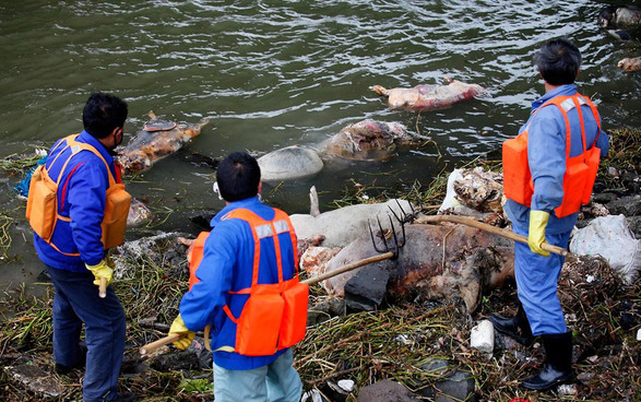 Nearly 6,000 dead pigs had been pulled out of a section of the Huangpu River in Shanghai as of Tuesday.